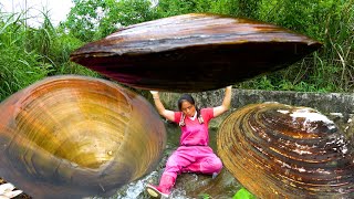 Download Lagu Pearl clams are big and plentiful, even digging for pearls is tiring. MP3 Download Lagu Pearl clams are big and plentiful, even digging for pearls is tiring. MP3