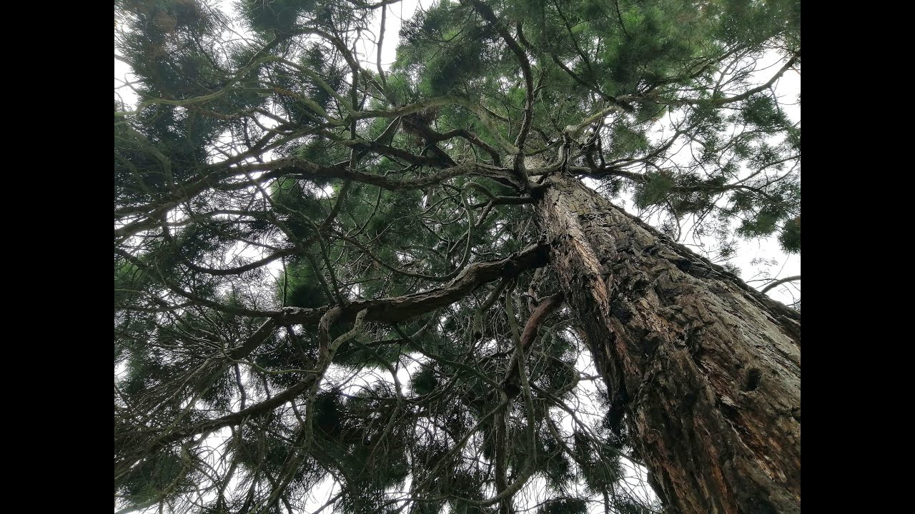 CARL MARIA VON WEBER (1786-1826): Concerto for Bassoon in F Major, Op. 75 (1811), Movement II