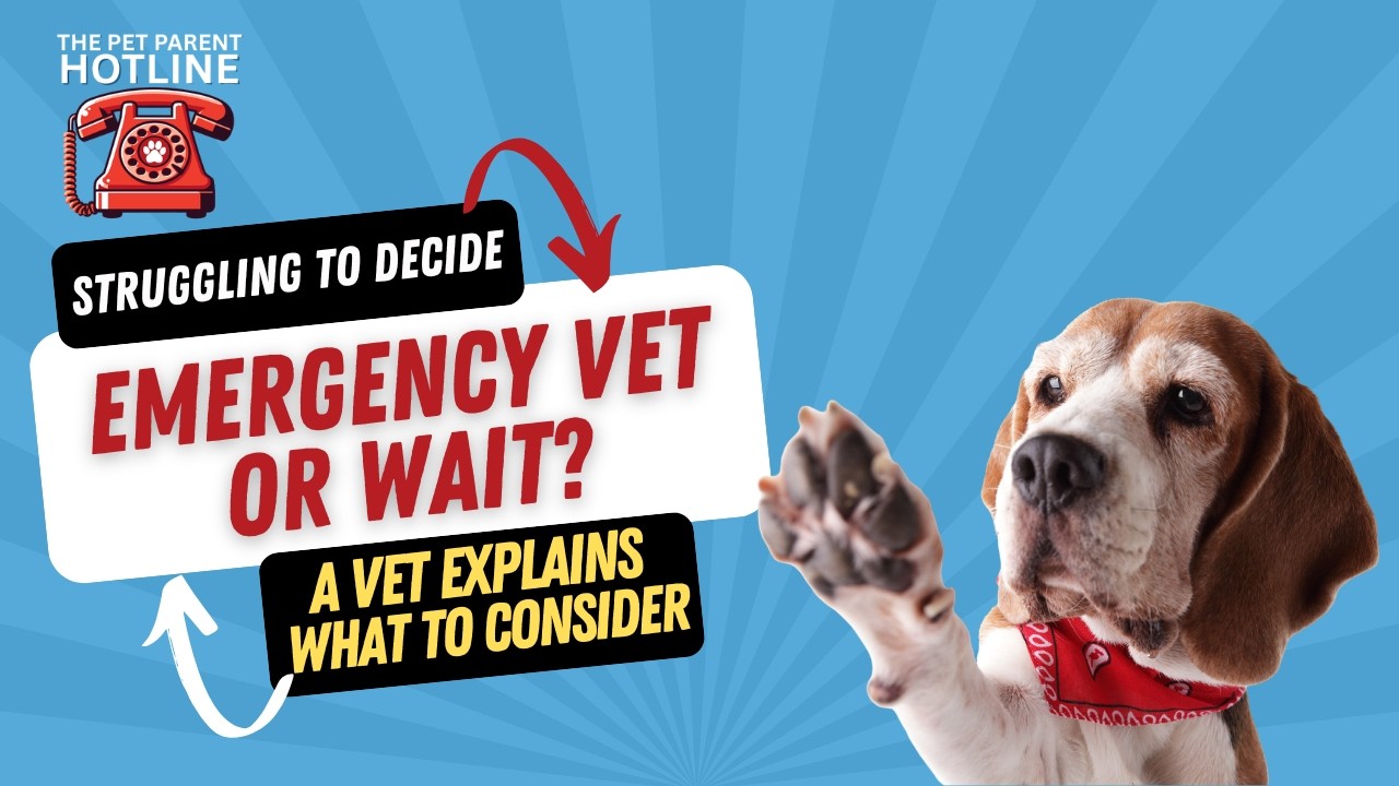 Should You Go to the Emergency Vet or Wait? Vet Explains Should You Go to the Emergency Vet or Wait? Vet Explains