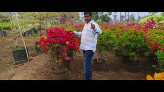 Bougainvillea plant Thai Chilli Red, Yellow, Orange colours