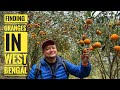 West bengals hidden gem hunting for oranges in sittong village offbeat darjeeling hills 