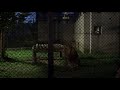 17.08 大森山動物園 ライオンのまんまタイム の動画、YouTube動画。
