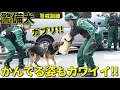 警備犬が本気を出すとこうなる!! 警視庁警備犬が警戒訓練で噛む姿もカワイイ!! Very cute Japanese K-9 Police Dogs