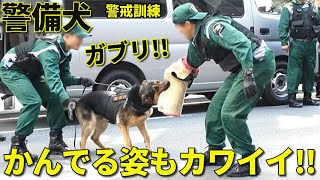 警備犬が本気を出すとこうなる!! 警視庁警備犬が警戒訓練で噛む姿もカワイイ!! Very cute Japanese K9 Police Dogs