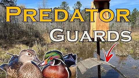 Installing Predator Guards on Wood Duck Boxes | PART II