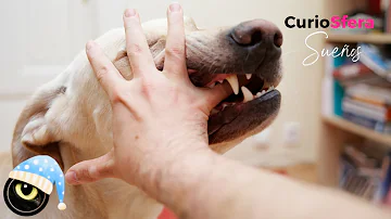 ¿Qué significa que un perro te muerda suavemente la mano?