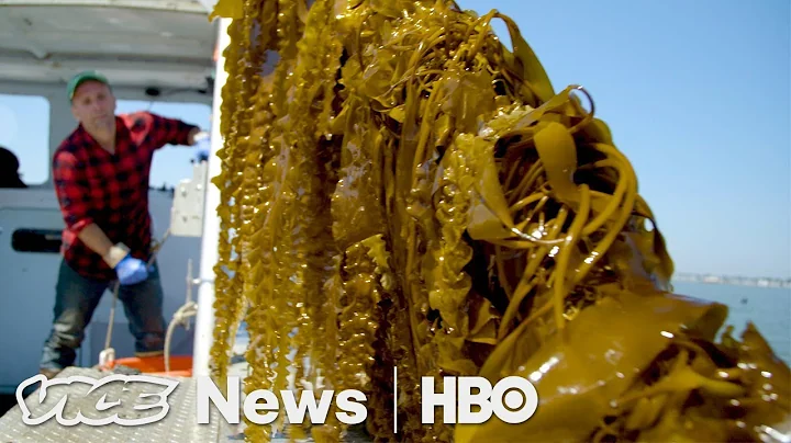 Kelp Could Save Our Oceans  If You Eat It (HBO)