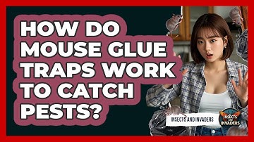 How Do Mouse Glue Traps Work To Catch Pests? - Insects and Invaders