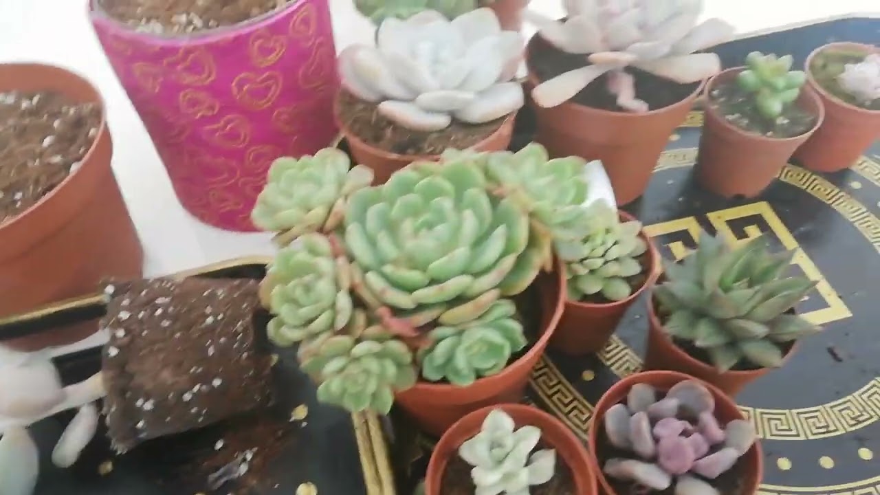 YENİ GELEN SUKULENTLERİNİZİN EKİM DİKİMİ NASIL OLMALI💕😍#sukulent #succulent #azerbaycan