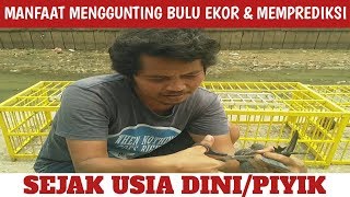 MANFAAT MENGGUNTING BULU EKOR PIYIK DAN MEMPREDIKSI BURUNG MERPATI SEJAK USIA DINI