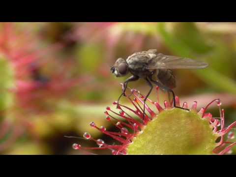 Video: Rundblättriger Sonnentau