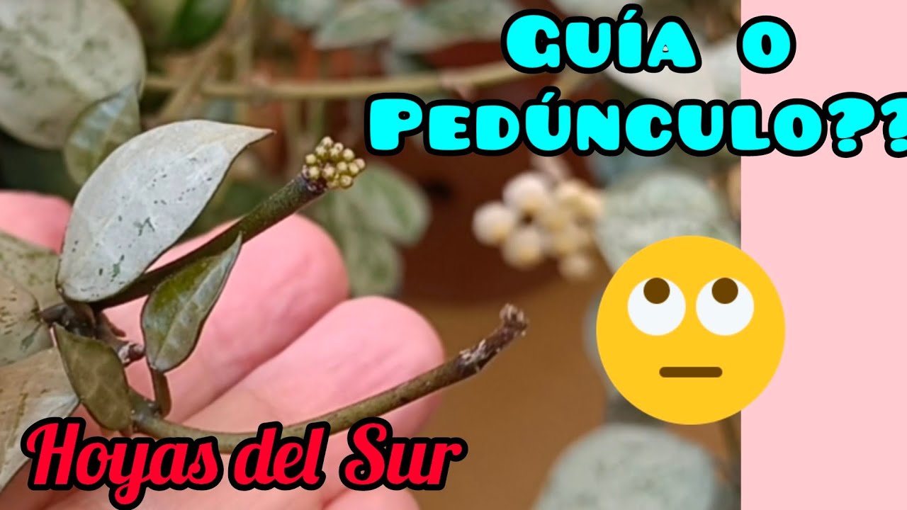 Guía o Pedúnculo? Cómo distinguirlos en Hoyas. Hoyas del Sur. Clepias, Nácar, Flor de Cera.