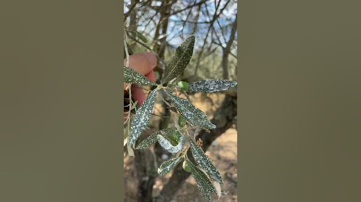 MOSCA del'OLIVO: Proteggi ora le OLIVE