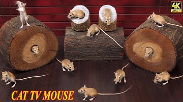 Cat TV Mouse Maze | Endless Mouse Hunt on Screen | Real Mice Hide & Seek for Cats | 8 Hours 4K HDR