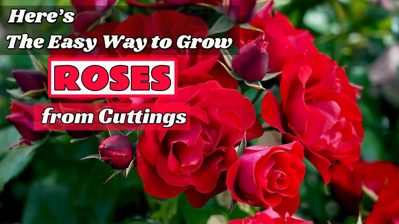 How To Grow Roses From Seeds Youtube Bowoutdoor Inspiration