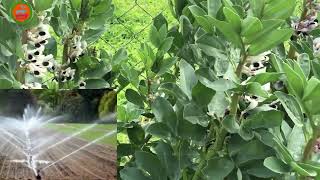 Bakla Yetiştiriciliği Yüksek Verim Ve Kolay Bakım Sırları Resimi