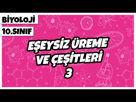 10. Sınıf Biyoloji - Eşeysiz Üreme ve Çeşitleri -3 | 2022