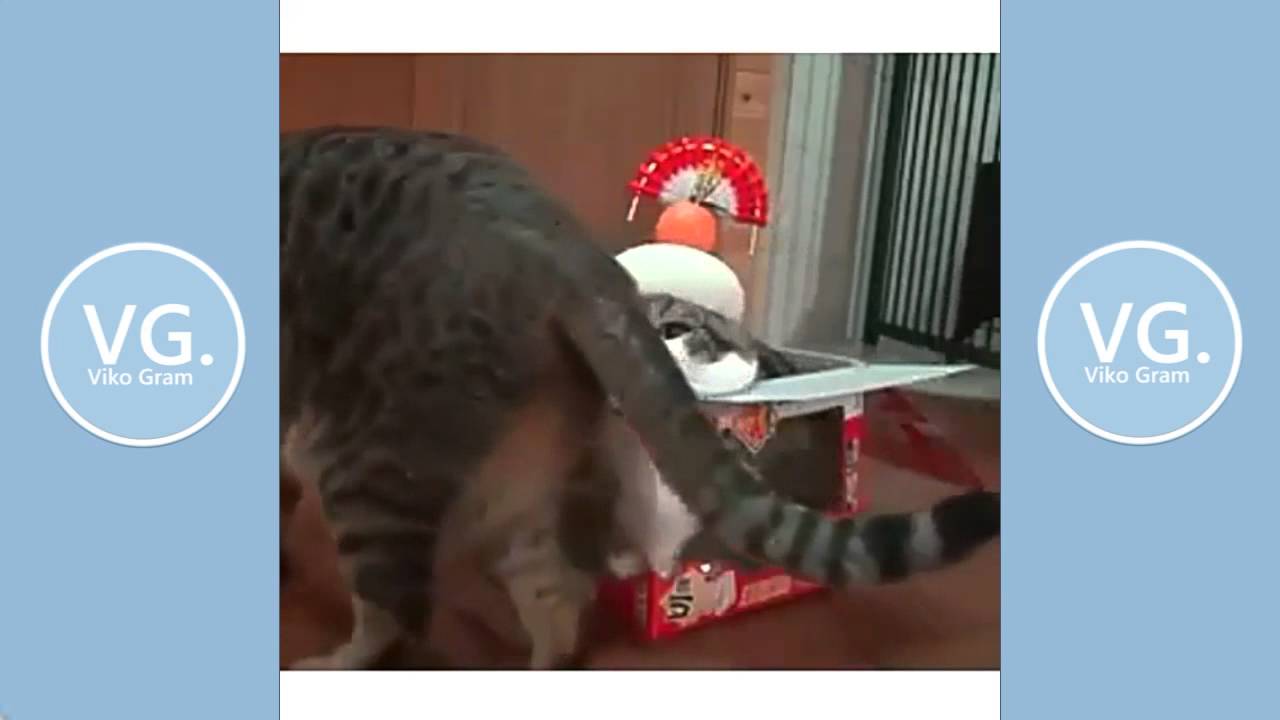 KOMPILASI VIDEO LUCU INSTAGRAM 6 Viko Gram Funny Cats Aksi