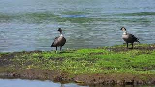 Birds of Lokowaka Pond, Hilo, Hawai'i / ハワイの水鳥風景　ヒロ・ロコワカポンド　2024-3-16