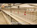 H-type broiler raising cage with hot-dip galvanized #chicken #factory #birds #cage #manufacturing