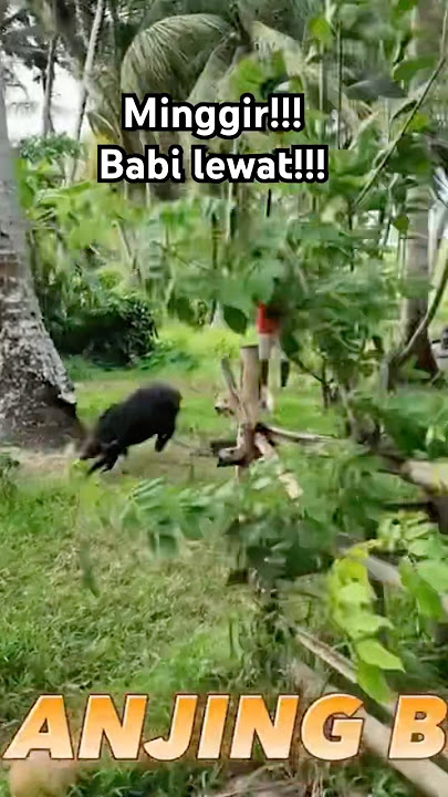 Babi Hutan Dikejar Anjing