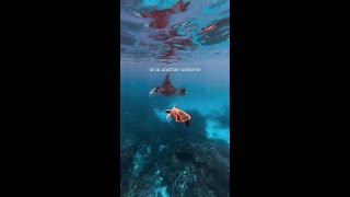 Download Mp3 Marine Buddies Gudang lagu Download Mp3 Marine Buddies