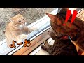 強気なしゃべる野良猫ちゃんが喧嘩売りに来ました！