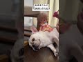 【犬と赤ちゃん】おままごとに付き合わされてる犬　#フレブル #坊とわたしとたまにカレ #フレンチブルドッグ