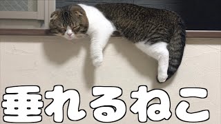 暑さで垂れる猫【スコティッシュフォールド】【Scottish Fold】