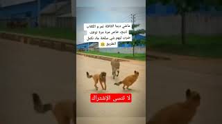 ماشي ديما ههههه shorts