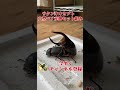大型サタンオオカブトの交尾シーン撮ってみた!#shorts