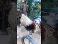abuhin Talisayin #rooster #ayam