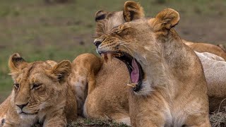 Belgesel Aslanlar, Güney Afrika'nın Aslan Krallığı #Belgesel #NatGeoWild