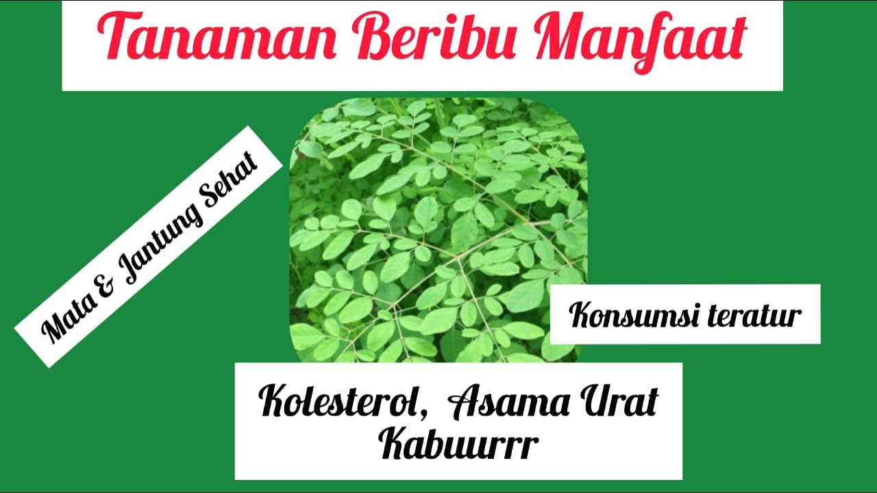 Manfaat Daun Kelor #daun kelor 