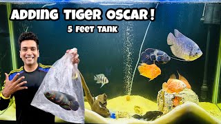 Tiger Oscar Fish | Adding New Tiger Oscar to 5 feet Aquarium