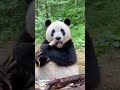 जानवरों की दुनिया के 5 मज़ेदार राज़ – क्या आपने पहले कभी सुना है? 🐾😄"🦁🐘🦘"