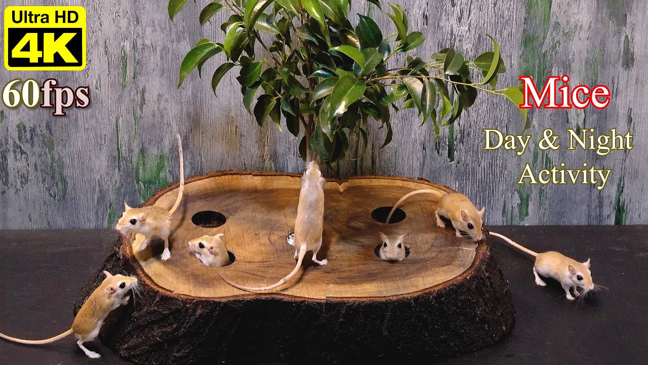Tree Mouse Gaming Cat Games: Mice for Cats - Naughty Mouse Hide & Seek Under Tree Hole ...