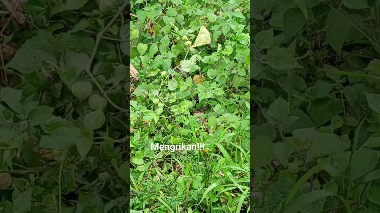 terlhat penampakan ular bermata biru sungguh langka 👁️👁️