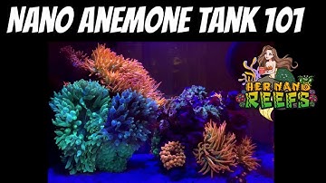 Nano Anemone Tank 101