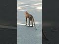 #monkey #shorts