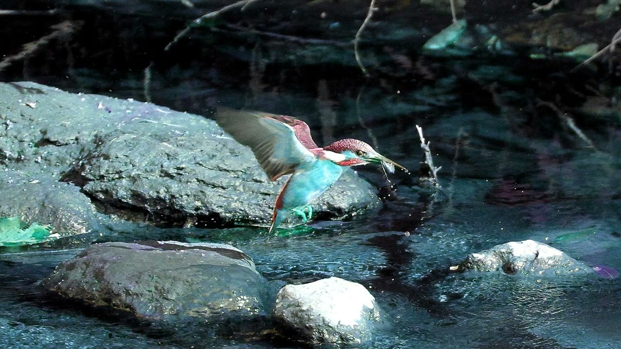 4009#カワセミ写真No032（110413_IMG_4347）#カラーシフト#Kingfisher