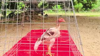 Hasil Penggunaan Monster Grow Sn