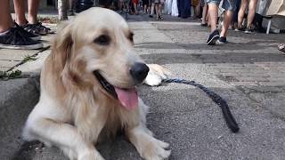 GOLDEN RETRIEVER the BIGGEST MOST BEAUTIFUL I MET!!! by Shema Israel 210 views 4 years ago 3 minutes, 4 seconds