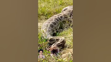 जब किसान के खेत में मिला अजगर सांप और देखिए कौन से जीव को जिंदा निगल गया था।Rock Python Rescue