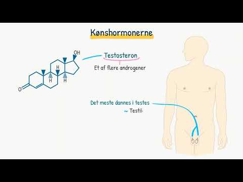 Video: Forskellen Mellem Androgen Og østrogen