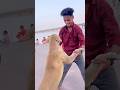 what a lovely dog he is #dogtrick #viraljump #viraljump #dogflip #pets #doglife