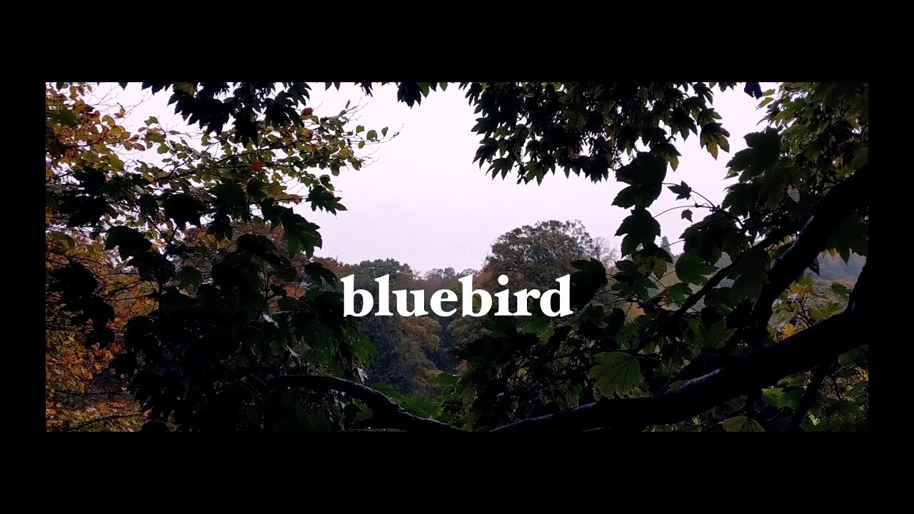 Amy Naylor - blue bird