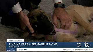 Pet of the Week: Maevis
Pet of the Week: Maevis Pet of the Week: Maevis