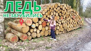 Прогулянка лісом. Ніколь розбила свій телефон.#vlog #влог #влогиукраїнською