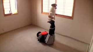 Amazing Frisbee Dog Tricks ①　Jack Russell Terrier ☆ capi ☆